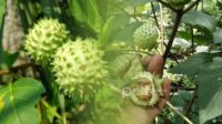 Narkoba Baru ? Mabuk Kecubung, 47 Orang Masuk RSJ dan Dua Tewas