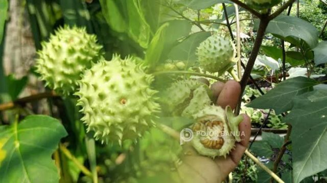 Narkoba Baru ? Mabuk Kecubung, 47 Orang Masuk RSJ dan Dua Tewas
