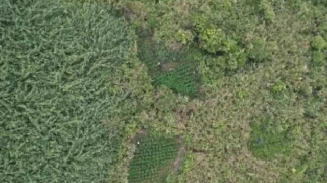 Terungkap, Ladang Ganja 1 Hektare di Bromo, Netizen: Pantas Drone Dilarang Terbang