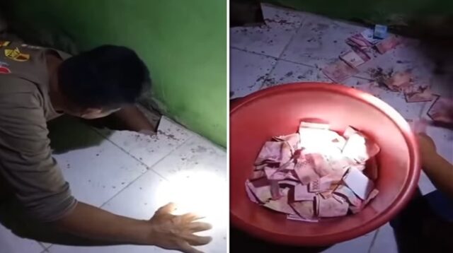 Tikus Jadi “Maling” Uang Panen, Ditemukan Rp22 Juta Terkubur di Lantai