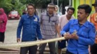 Personil Damkar Selayar Berhasil Lumpuhkan, 2 Ekor Ullar Sepanjang 4 Meter