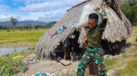 Satgas Pamtas Pos Oepoli Sungai Bantu Warga Panen Padi di Desa Netemnanu