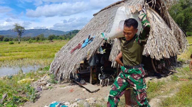 Satgas Pamtas Pos Oepoli Sungai Bantu Warga Panen Padi di Desa Netemnanu