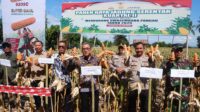 Bupati Jeneponto Panen Raya Jagung Serentak Kuartal II Bersama Masyarakat di Tarowang