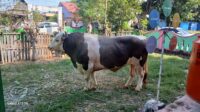 Bupati Menyaksikan Penyembelihan Sapi Presiden Prabowo, Limousin Bobot 960 Kg Untuk Keluarga Stunting dan Miskin Ekstrem