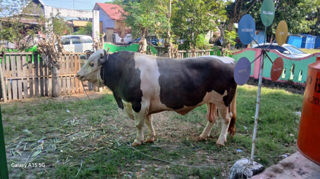 Bupati Menyaksikan Penyembelihan Sapi Presiden Prabowo, Limousin Bobot 960 Kg Untuk Keluarga Stunting dan Miskin Ekstrem