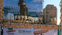 Bupati Jeneponto Sukses Panen Raya Jagung Dekalb PT Bayer Indonesia di Desa Gantarang