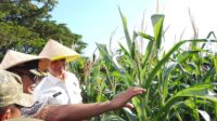 Irwil III Itwasum Polri Tinjau Lahan Jagung Binaan Polres Jeneponto Dukungan Program Ketahanan Pangan Nasional