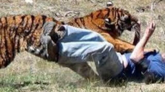 Ayah & Anak Diterkam Harimau di Bukik Batuang Solok Selatan